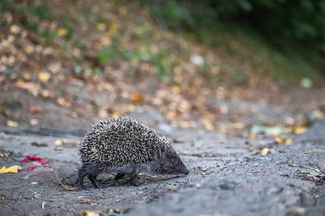 安特托昆博 安特托昆博